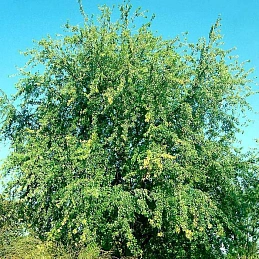 Клен сахарный 'Лациниатум Виери'