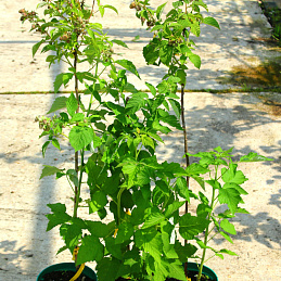 Малина Сказка