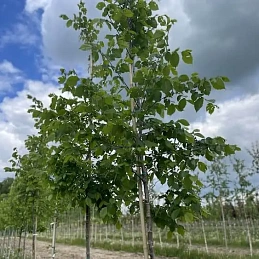 Вяз гладкий