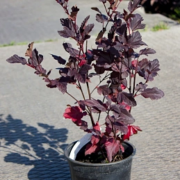 Пузыреплодник 'Диаболо Д'Ор'