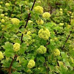 Калина обыкновенная 'Розеум'