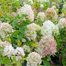Гортензия 'Граффити'