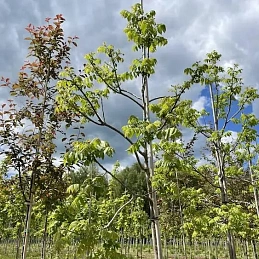 Орех черный