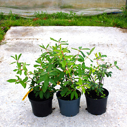 Жимолость съедобная 'Нимфа'