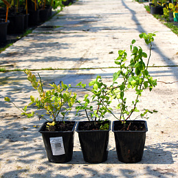 Голубика высокорослая 'Нортланд'