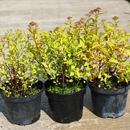 Спирея японская 'Дженпей'