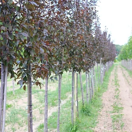 Яблоня декоративная 'Роялти'