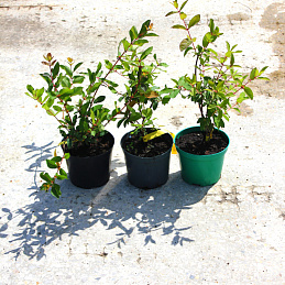 Жимолость съедобная 'Лакомка'