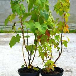 Смородина черная 'Дачница'