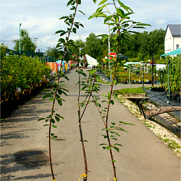 Черешня Бряночка