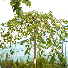 Вяз шершавый 'Кампердоуни'